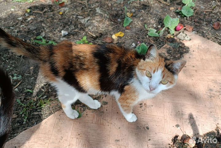 Трехшерстные кошечки