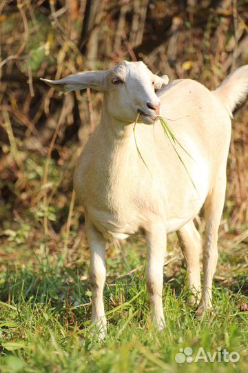 Продаются козы, козлята