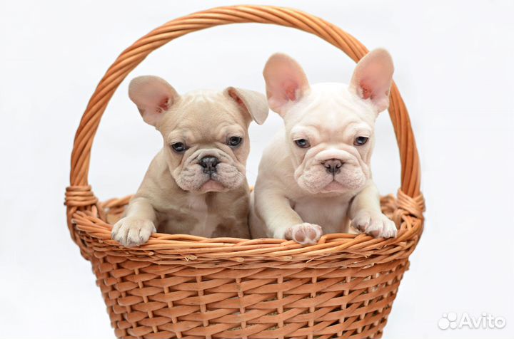 Щенки Французского бульдога