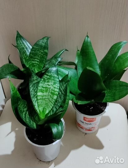 Комнатные цветы