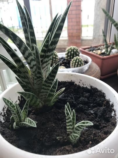Продам Алоэ пестрое или тигровое (Aloe variegata)