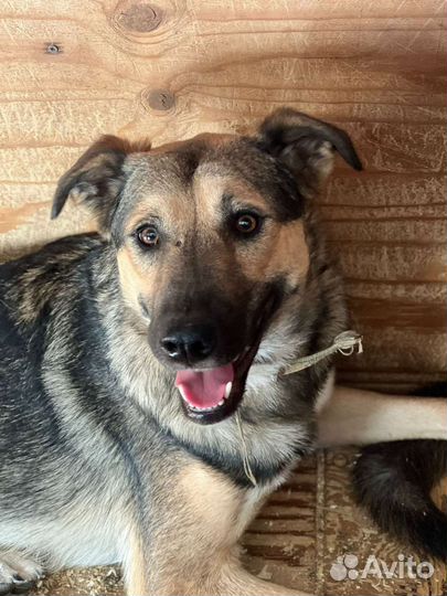 Собака в добрые руки отдам бесплатно