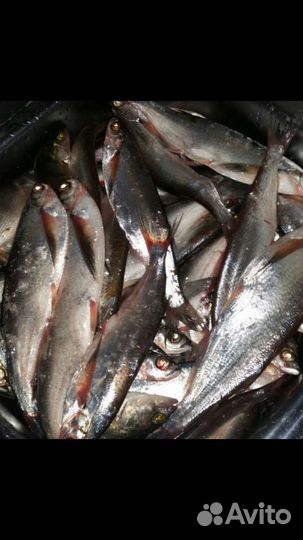 Чехонь свежая