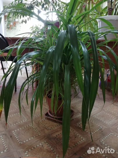 Комнатное растение панданус