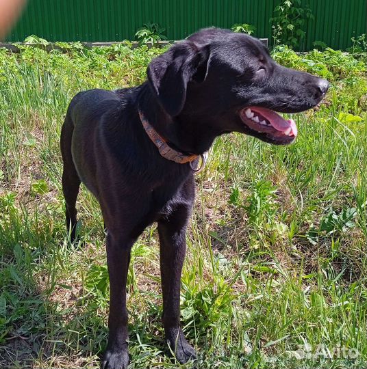 Щенок мальчик 11 мес., отдам