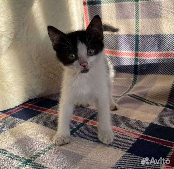 Котенок мальчик в добрые руки