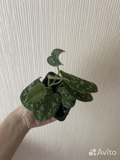 Сциндапсус пиктус