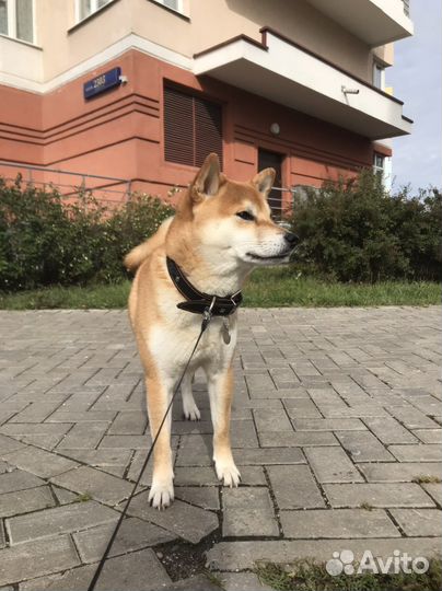 Сиба-ину кобель вязка