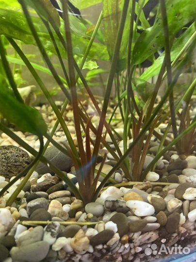 Аквариумные растения