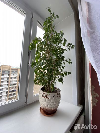 Фикус в керамическом горшке