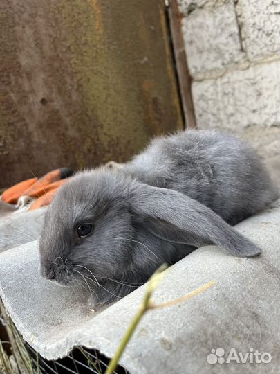 Малыши кролята(бараны)