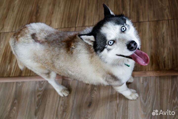 Хаски в добрые руки