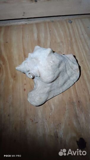 Ракушка огромная