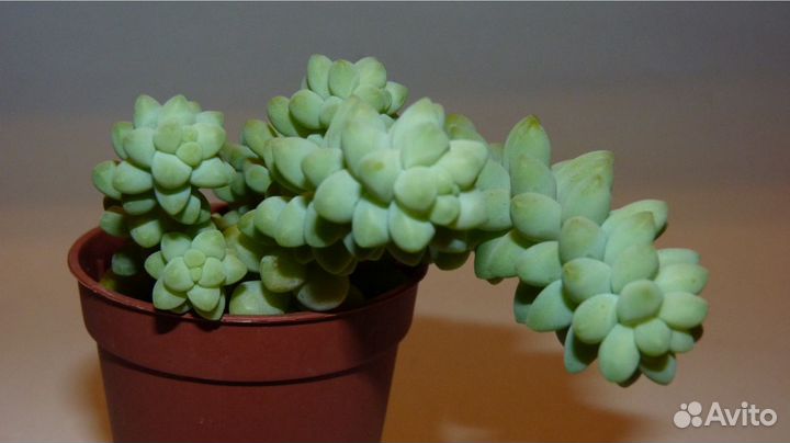 Кактусы и суккуленты