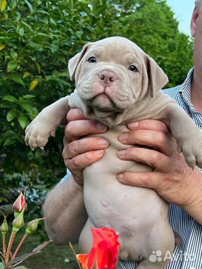 Американский булли