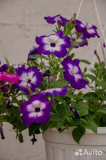 Петунии в подвесном кашпо