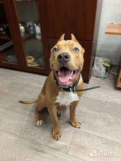 Услуги кинолога