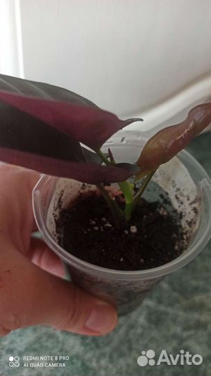 Сингониумы