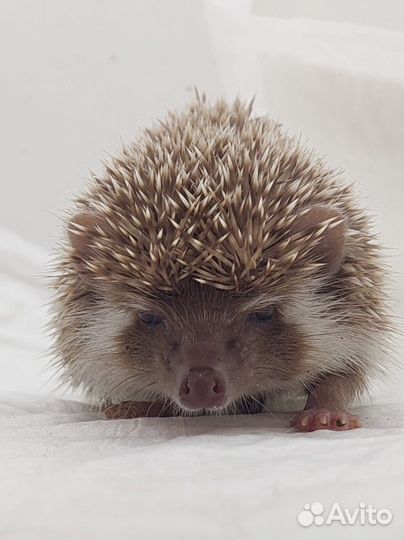 Еж на вязку