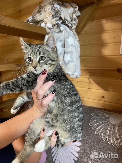 Марсель ищет дом