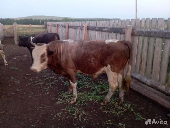 Бычки 1.5 года