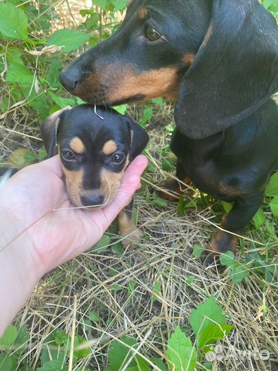 Щенок таксы, девочка