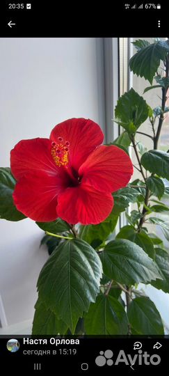 Гибискус