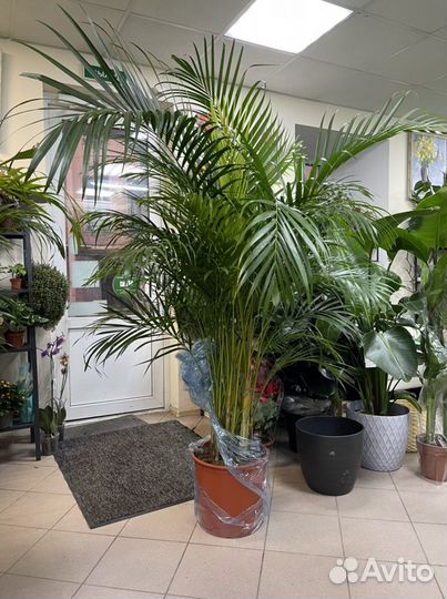 Пальма арека дипсис h200 34d