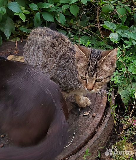 Котенок в добрые руки