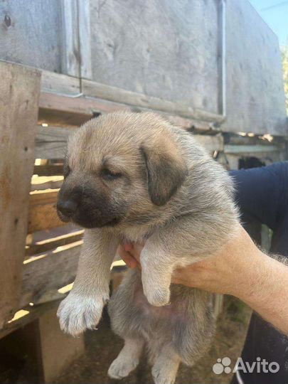 Двортерьер