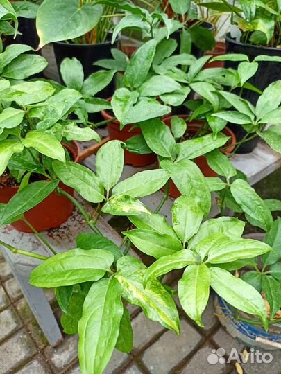 Комнатные растения для дома и офиса