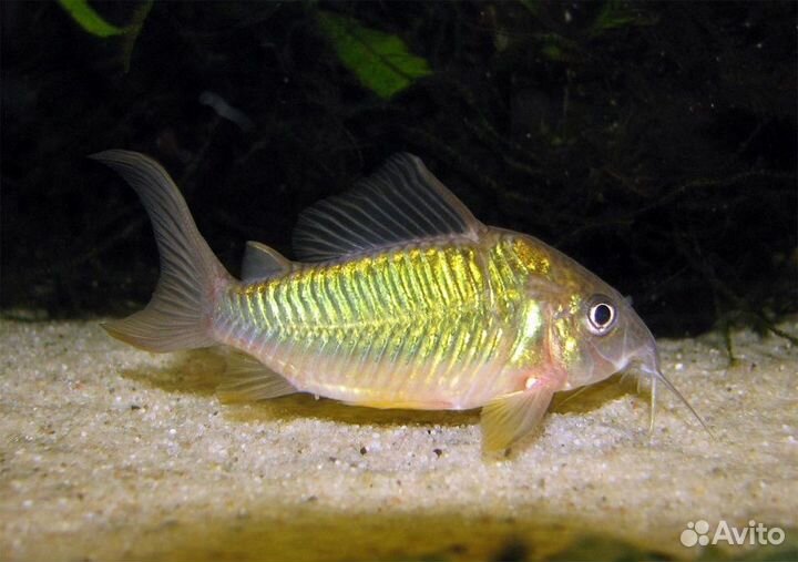 Сом Брохис Изумрудный (арт 4089)