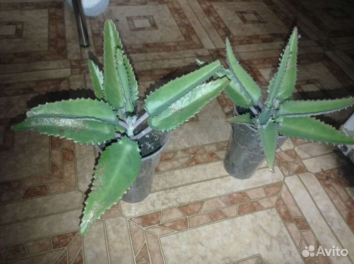 Каланхоэ лечебное