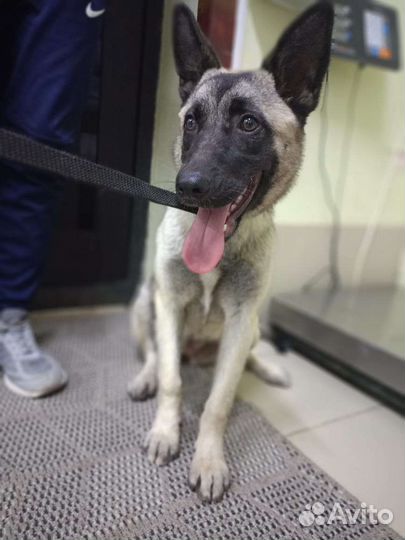 Щенок метис бельгийской овчарки