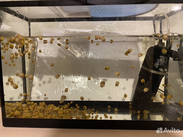 Улитки ампулярии