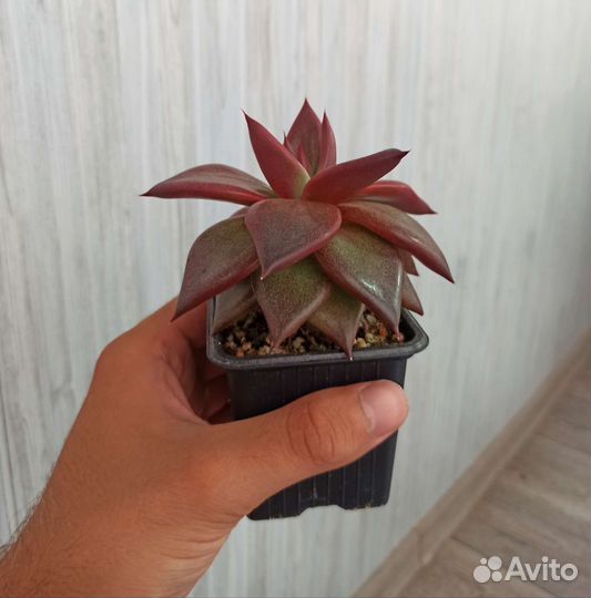 Эхеверия агавовидная 