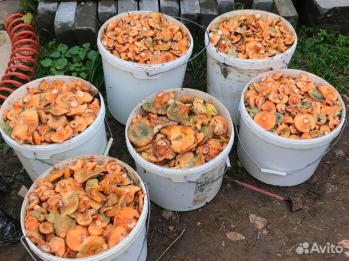 Грибы рыжики свежие