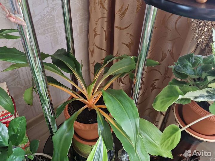 Хлорофитум оранжевый