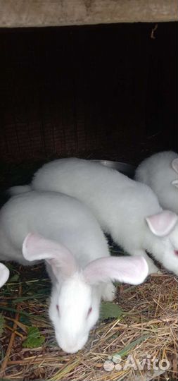 Кролик белый Панон мальчики