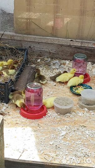 Мускусные утята индоутки