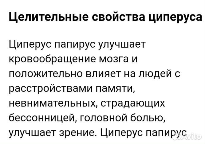 Циперусы и срезы, диффенбахия