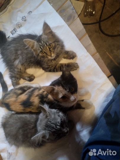 Котята в дар с доставкой