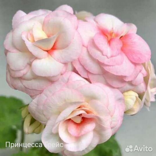 Пеларгония герань сортовая