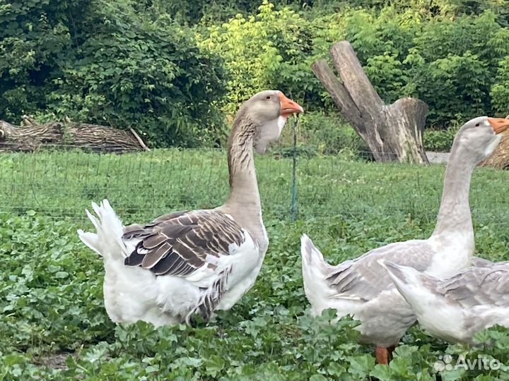 Холмогорские гуси