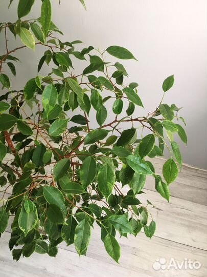 Фикус бенджамина большой