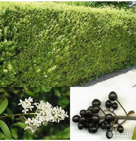 Кустарник Бирючина