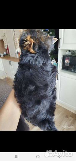 Йоркширский терьер мини беби фейс щенки