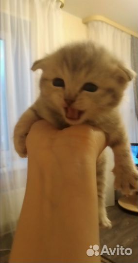 Котята в добрые руки приучены к лотку