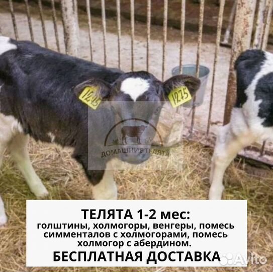 Телята бычки