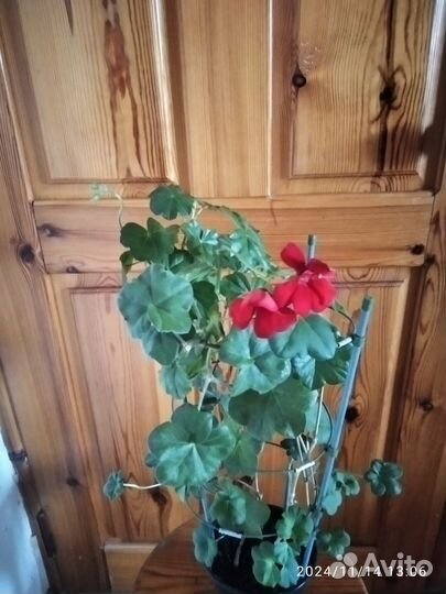 Герань ампельная